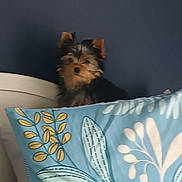 Amalya a rejoint le concours — aidez-le/la à gagner de superbes lots ! dog, small_dog, pillow, patterned_pillow, blue_pillow, bed, headboard, indoor, pet, fur, ears, curious, wall, home, cozy, animal, cute, resting, looking, brown_and_black_fur