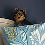 dog, small_dog, pillow, patterned_pillow, blue_pillow, bed, headboard, indoor, pet, fur, ears, curious, wall, home, cozy, animal, cute, resting, looking, brown_and_black_fur
