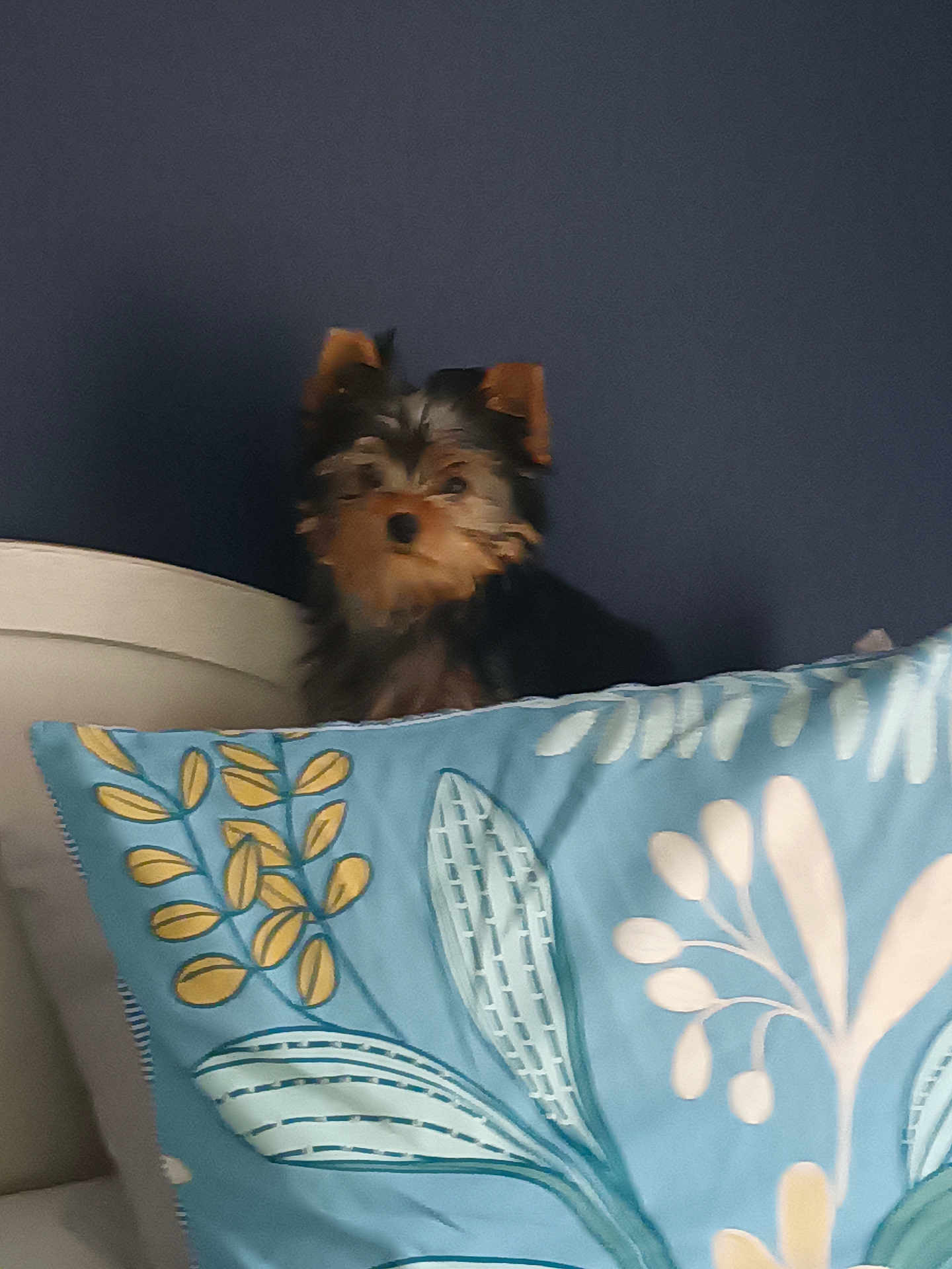 Amalya a rejoint le concours — aidez-le/la à gagner de superbes lots ! dog, small_dog, pillow, patterned_pillow, blue_pillow, bed, headboard, indoor, pet, fur, ears, curious, wall, home, cozy, animal, cute, resting, looking, brown_and_black_fur