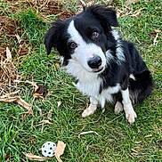 Jax joined the competition — help win amazing prizes! animal, ball, black_and_white, canine, curious, cute, dog, ears, eyes, fur, grass, ground, head_tilt, leaf, nature, outdoor, pet, playful, sitting, toy