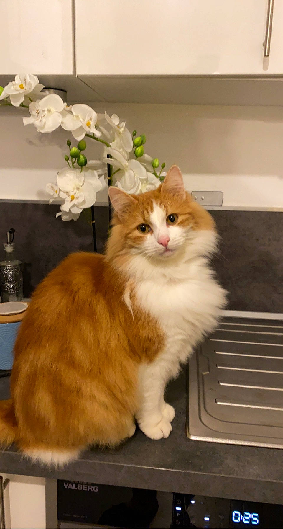 Garfild a rejoint le concours — aidez-le/la à gagner de superbes lots ! artificial_flower, carnivore, cat, fawn, felidae, floral_design, flower_arranging, fur, petal, room, small_to_medium_sized_cats, tail, vertebrate, whiskers