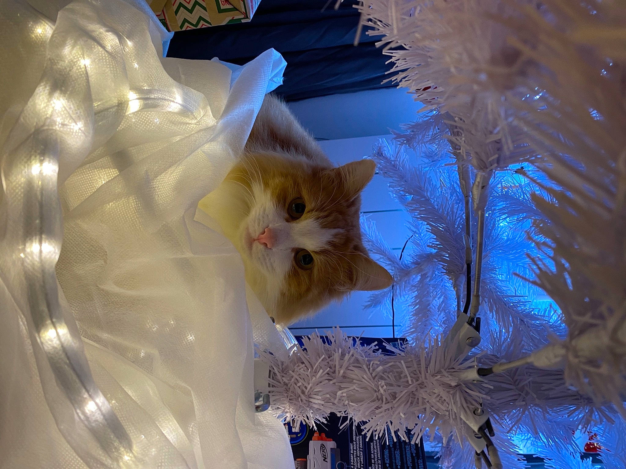 Garfild a rejoint le concours — aidez-le/la à gagner de superbes lots ! carnivore, cat, christmas, christmas_decoration, christmas_eve, christmas_tree, conifer, felidae, fur, natural_material, pine, pine_family, plastic_bag, small_to_medium_sized_cats, whiskers