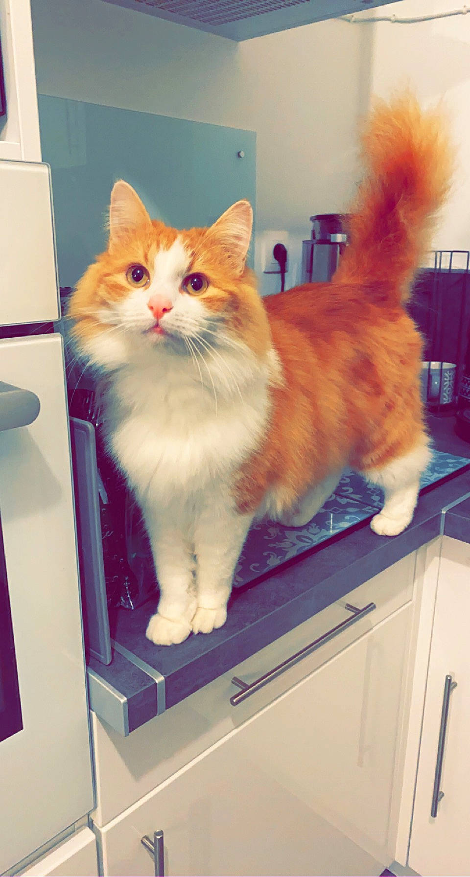 Garfild participe au concours pour gagner de l'argent avec cette photo : cabinetry, carnivore, cat, felidae, fur, home_appliance, major_appliance, orange, paw, peach, pet_supply, small_to_medium_sized_cats, tail, vertebrate, whiskers