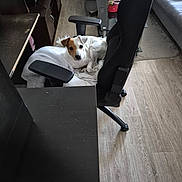 Gamine a rejoint le concours — aidez-le/la à gagner de superbes lots ! dog, office_chair, blanket, wooden_floor, living_room, sofa, television, glass_table, plant, cushion, carpet, furniture, pet, indoor, small_dog, brown_and_white, relaxed, cozy, home, domestic