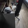 dog, office_chair, blanket, wooden_floor, living_room, sofa, television, glass_table, plant, cushion, carpet, furniture, pet, indoor, small_dog, brown_and_white, relaxed, cozy, home, domestic
