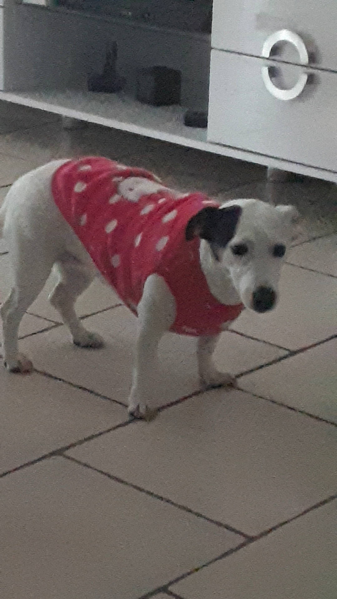 Fidji participe au concours pour gagner de l'argent avec cette photo : american_bulldog, american_pit_bull_terrier, canidae, carnivore, companion_dog, dalmatian, dog, dog_breed, fawn, jack_russell_terrier, mammal, non_sporting_group, pit_bull, puppy, snout, sporting_group, tail, vertebrate