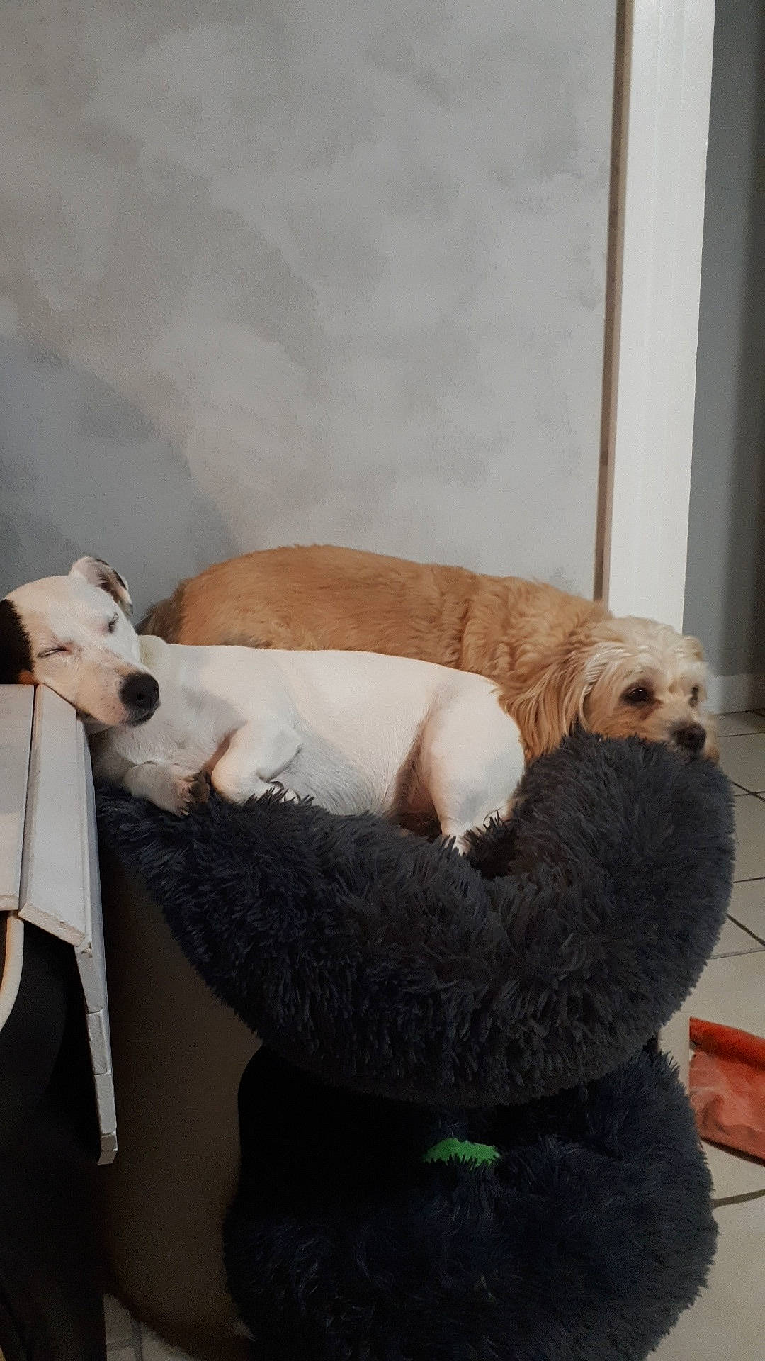 Fidji a rejoint le concours — aidez-le/la à gagner de superbes lots ! canidae, carnivore, companion_dog, dog, dog_breed, fawn, mammal, puppy, snout, sporting_group