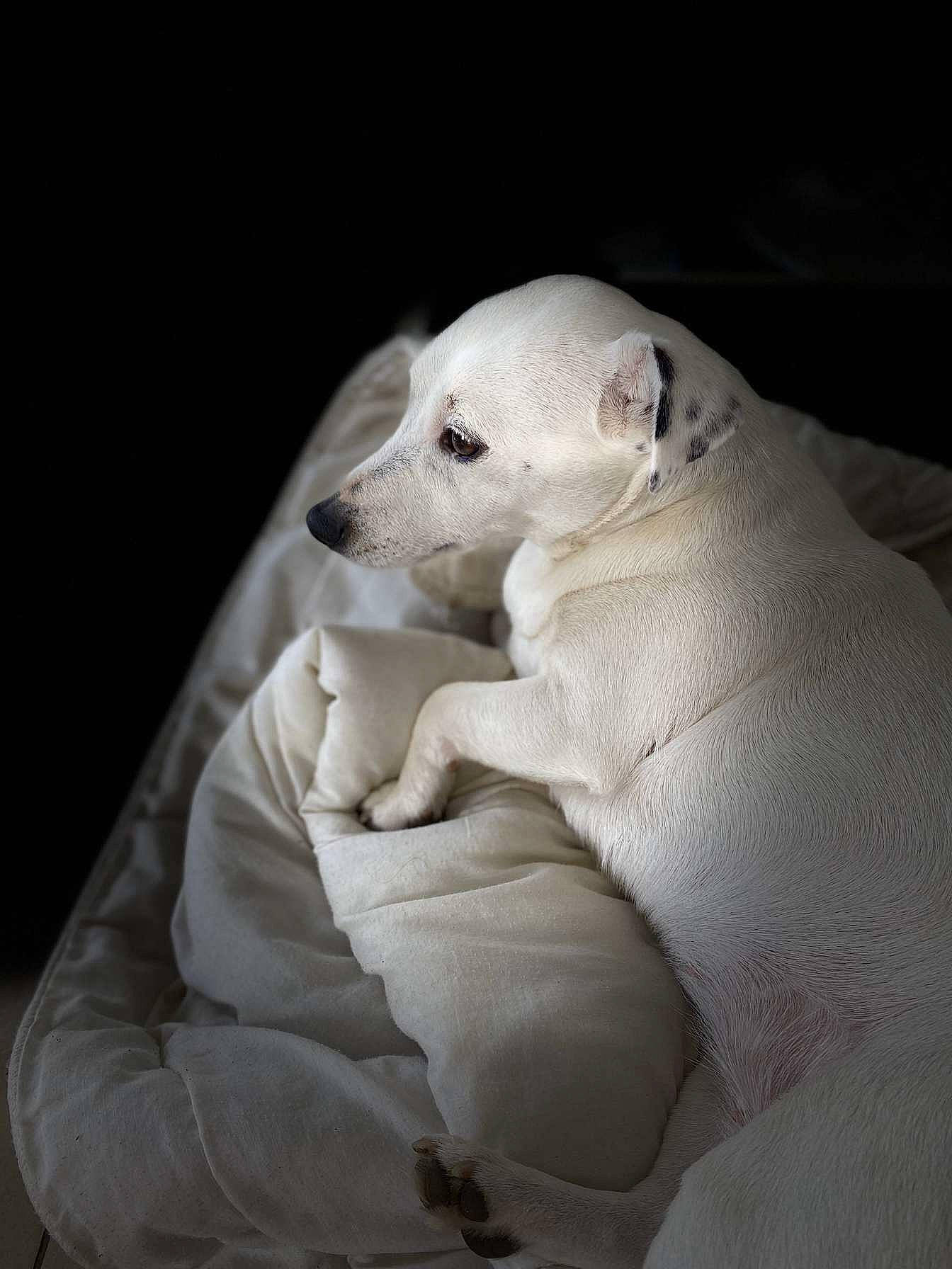 Fidji a rejoint le concours — aidez-le/la à gagner de superbes lots ! canidae, carnivore, companion_dog, dog, dog_breed, dogo_argentino, dogo_guatemalteco, mammal, non_sporting_group, puppy, rare_breed_dog, snout, vertebrate