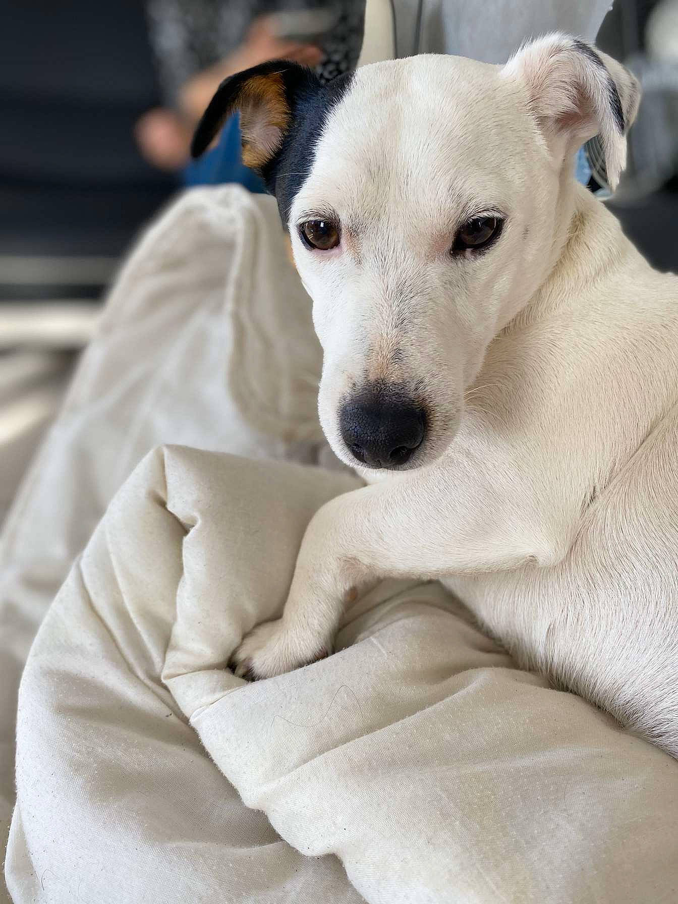 Fidji participe au concours pour gagner de l'argent avec cette photo : canidae, carnivore, companion_dog, dog, dog_breed, mammal, potcake_dog, puppy, rare_breed_dog, russell_terrier, snout, vertebrate, whiskers