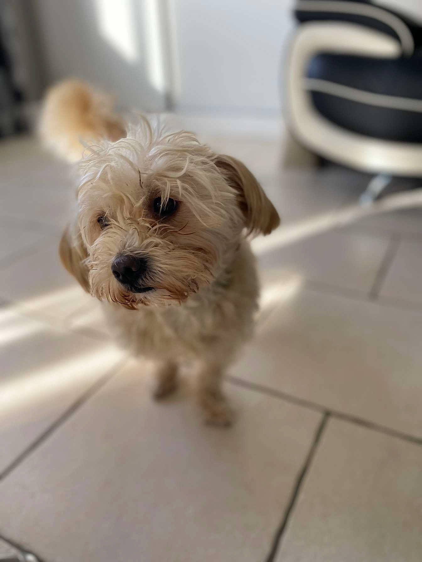 Chipie a rejoint le concours — aidez-le/la à gagner de superbes lots ! canidae, carnivore, companion_dog, dog, dog_breed, dutch_smoushond, glen_of_imaal_terrier, havanese, maltepoo, maltese, mammal, morkie, norfolk_terrier, puppy, rare_breed_dog, schnoodle, snout, sporting_lucas_terrier, toy_dog, vertebrate