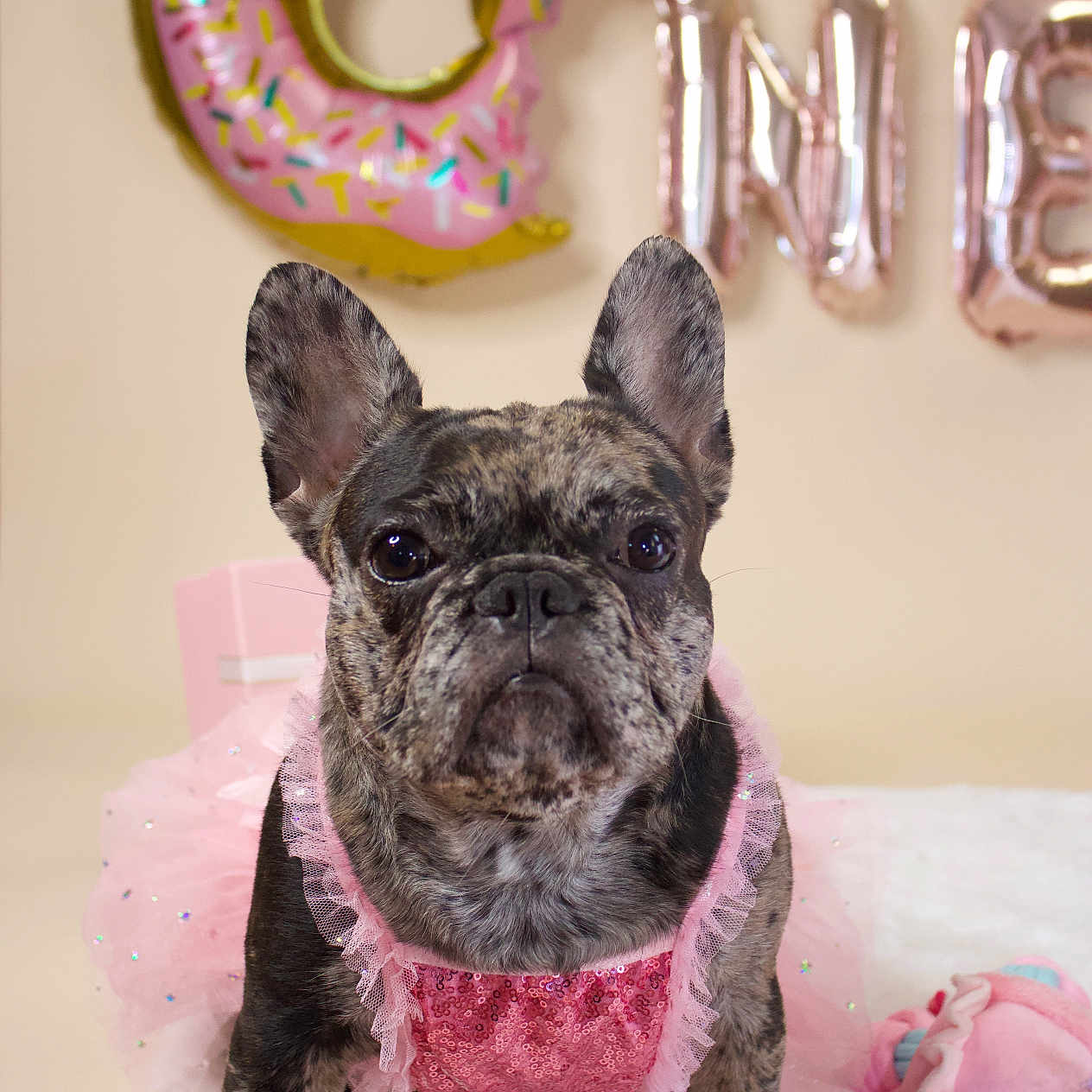 Cleo joined the competition — help win amazing prizes! animal, birthdaycake, boxer, bulldog, cake, canine, cream, dessert, dog, food, frenchbulldog, icing, pet, pitbull, pug, puppy, sweets, text