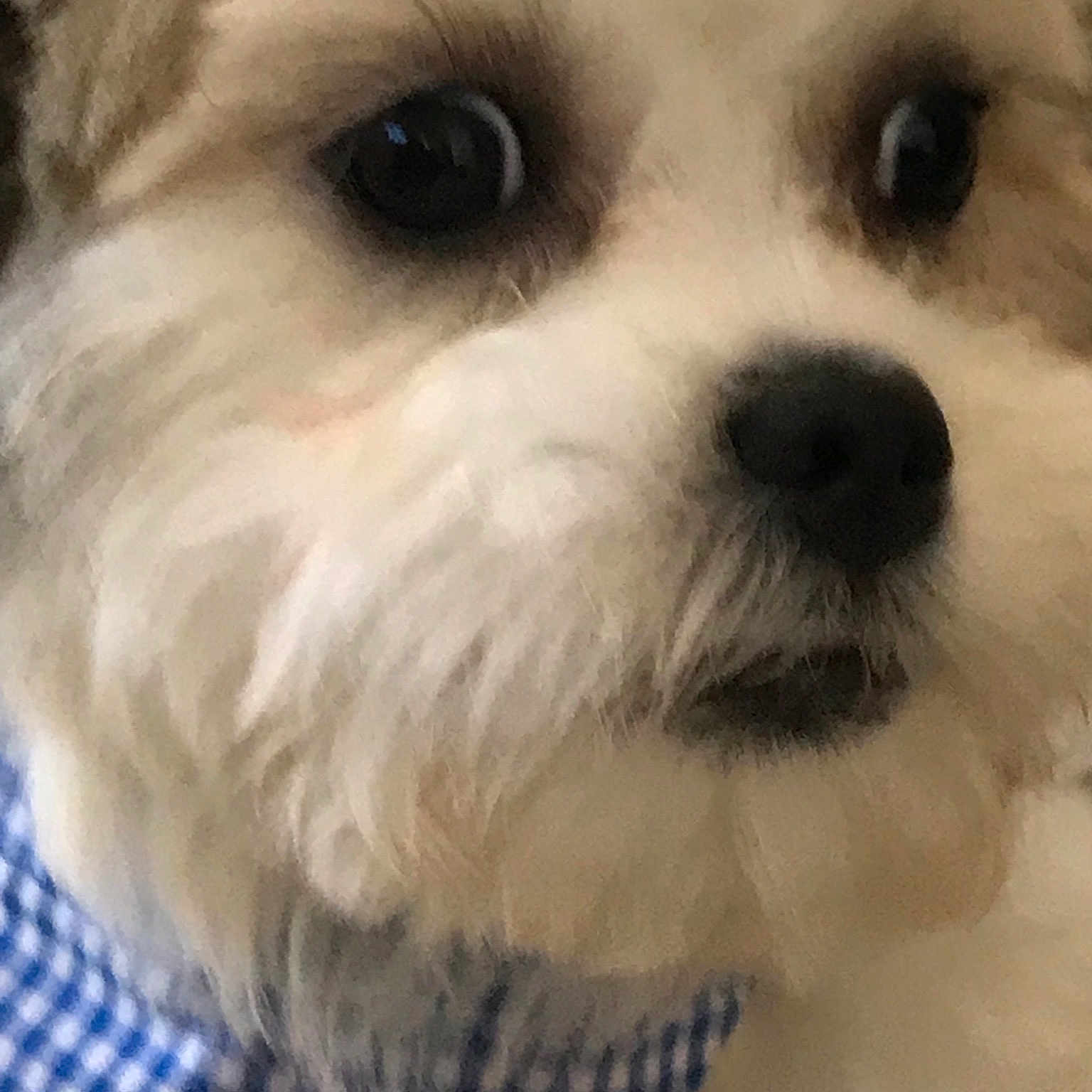 Beau is registered to the contest to win money with this photo: canidae, carnivore, cavachon, cockapoo, companion_dog, dog, dog_breed, havanese, head, kyi_leo, maltepoo, maltese, mammal, morkie, nose, puppy, puppy_love, schnoodle, shih_poo, snout