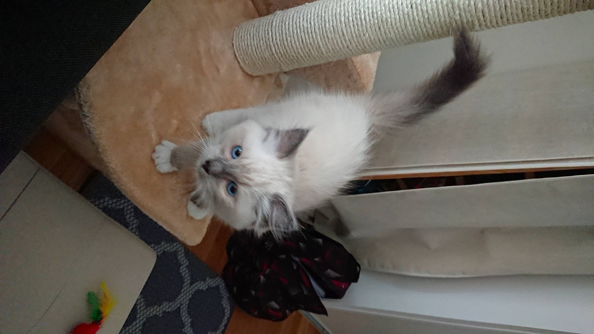 Séraphine participe au concours pour gagner de l'argent avec cette photo : box, canidae, carnivore, cat, claw, comfort, companion_dog, dog_breed, domestic_short_haired_cat, felidae, flooring, fur, hardwood, paw, ragdoll, small_to_medium_sized_cats, snout, tail, whiskers, window