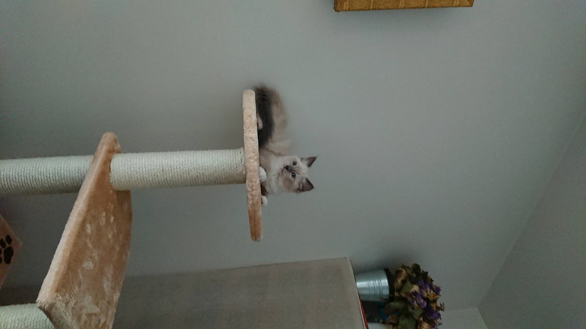 Séraphine participe au concours pour gagner de l'argent avec cette photo : carnivore, cat, ceiling, door, felidae, flooring, grey, handrail, hardwood, plaster, room, shelf, small_to_medium_sized_cats, stairs, tail, wood