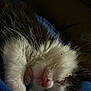 Anastasia is registered to the contest to win money with this photo: kitten, sleeping, close_up, fur, pink_nose, white_fur, black_fur, paw, blue_fabric, cozy, pet, animal, cute, resting, indoor, soft_light, peaceful, small, young, mammal