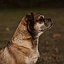 dog, canine, pet, portrait, profile_view, side_view, brown_fur, short_hair, whiskers, snout, attentive, outdoors, grass, bokeh, shallow_depth_of_field, animal, mammal, domestic, head, sitting