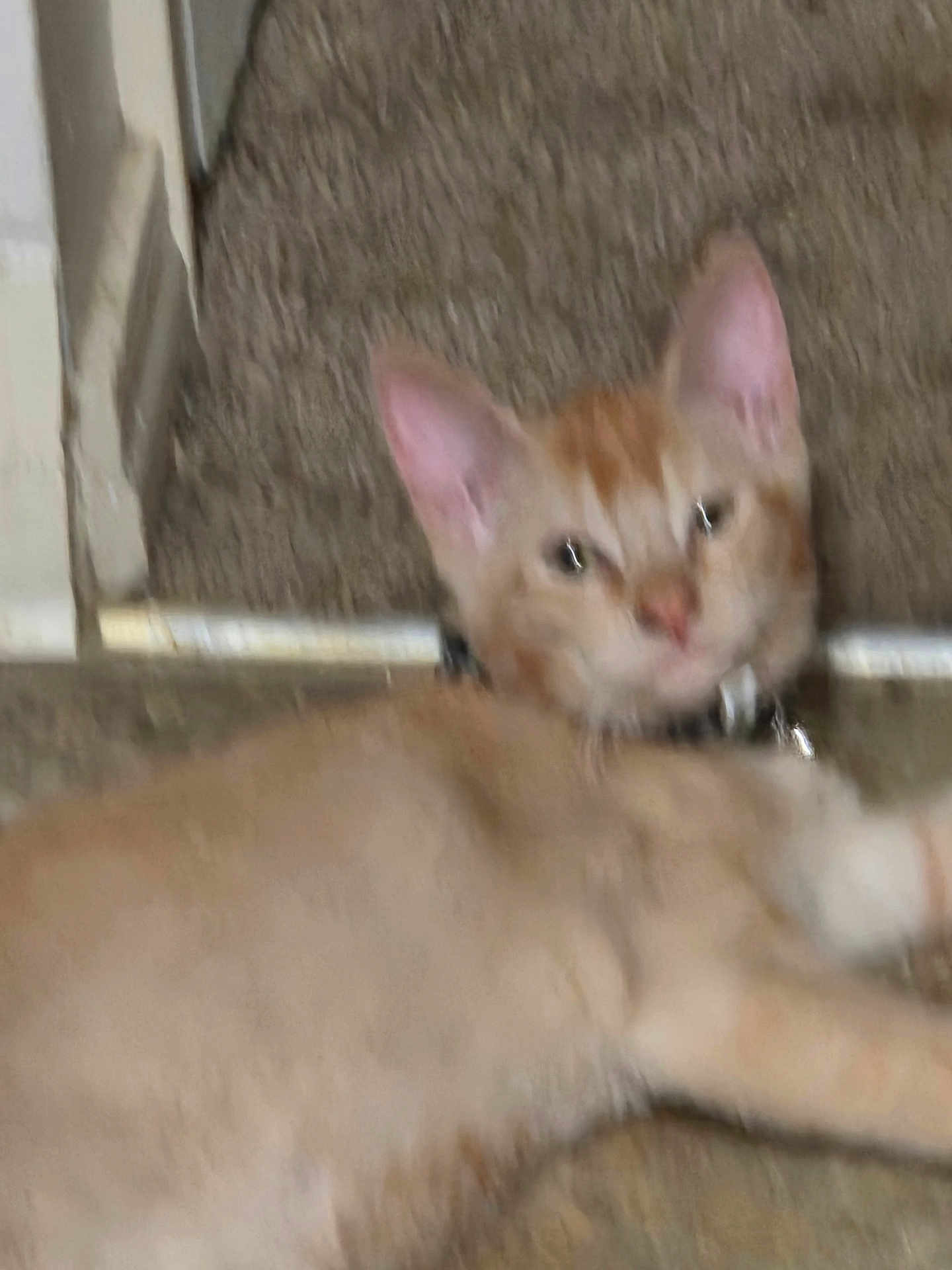 Thor is registered to the contest to win money with this photo: cat, orange_cat, pet, animal, lying_down, carpet, indoor, feline, ears, collar, whiskers, fur, cute, domestic_animal, resting, floor, blurred, mammal, young_cat, looking