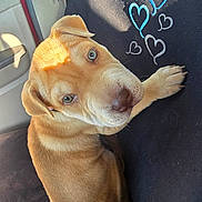 Celestial is registered to the contest to win money with this photo: dog, puppy, golden_dog, portrait, car, car_interior, seated, looking_up, brown_fur, floppy_ears, large_eyes, nose, paws, heart_doodles, cute, adorable, pet, animal, closeup, indoor