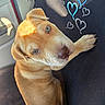 dog, puppy, golden_dog, portrait, car, car_interior, seated, looking_up, brown_fur, floppy_ears, large_eyes, nose, paws, heart_doodles, cute, adorable, pet, animal, closeup, indoor