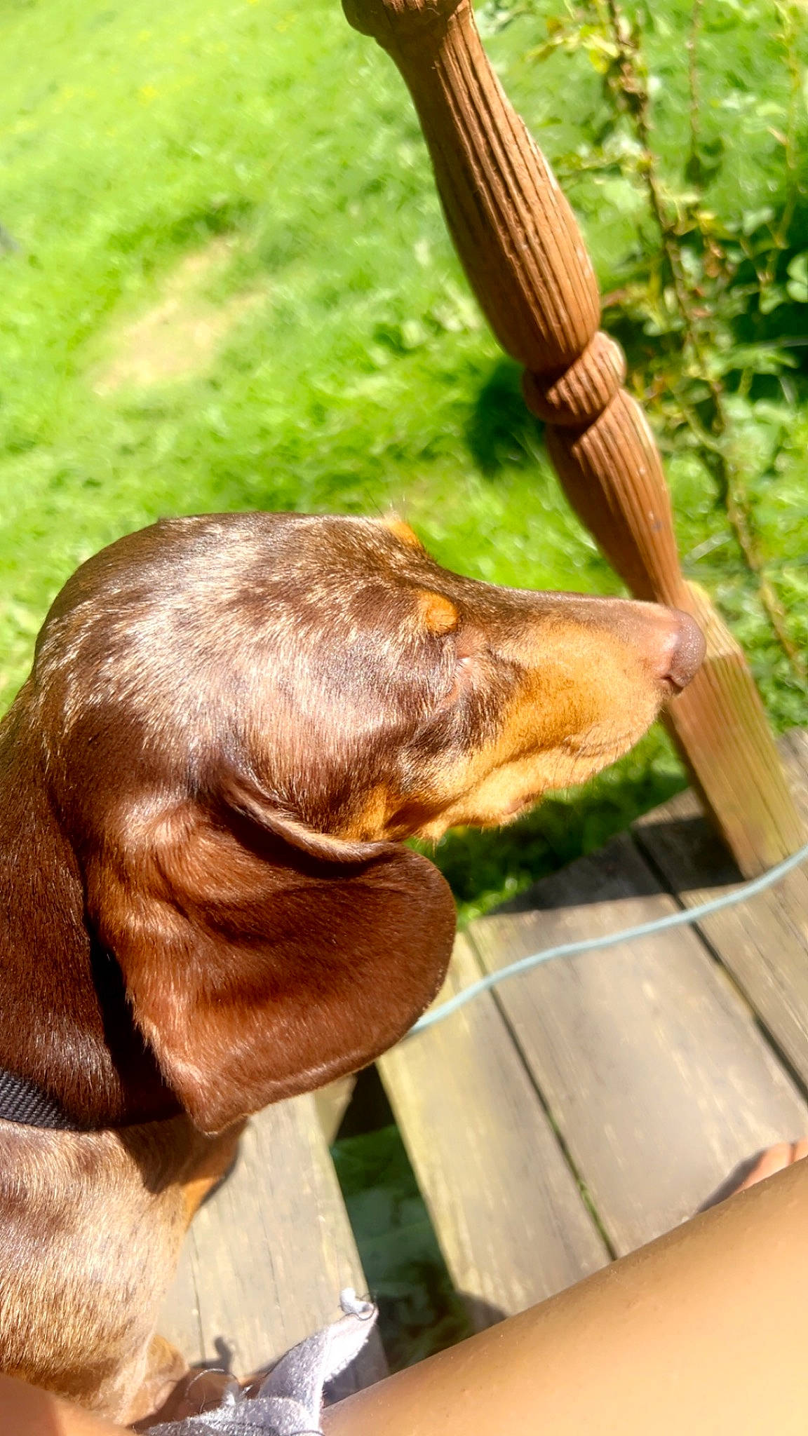 Diesel joined the competition — help win amazing prizes! canidae, carnivore, companion_dog, dog, dog_breed, fawn, grass, liver, natural_material, plant, sporting_group, tail, terrestrial_animal, tree, whiskers, wildlife, wood, working_animal, wrinkle