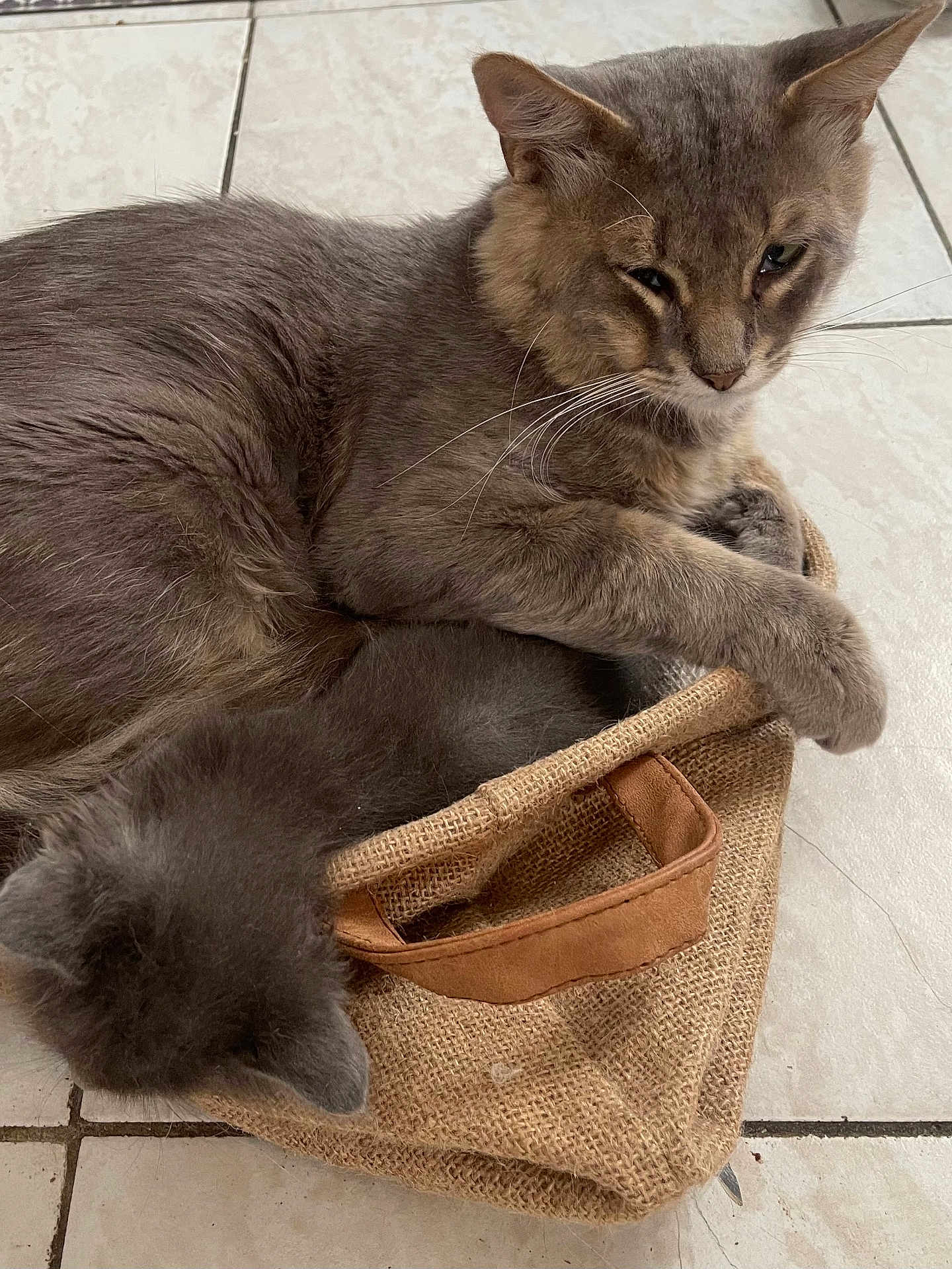 Doudou participe au concours pour gagner de l'argent avec cette photo : cat, feline, pet, animal, gray_cat, cuddle, resting, floor, tile, woven_bag, friendship, fur, whiskers, ears, domestic_animal, cute, sleepy, cozy, companion, indoor