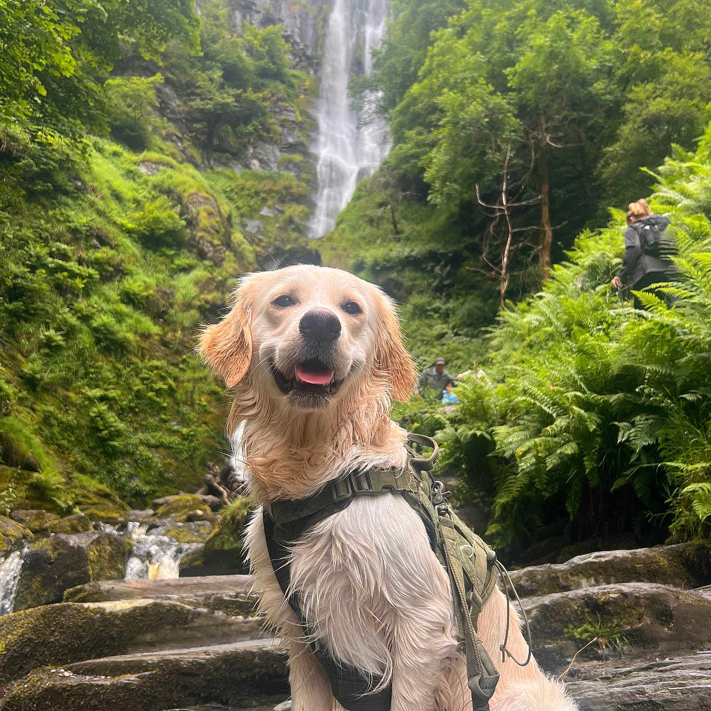 Buddy is registered to the contest to win money with this photo: adult, animal, canine, dog, female, jungle, land, nature, outdoors, person, pet, plant, puppy, rainforest, rock, tree, vegetation, water, woman, woodland