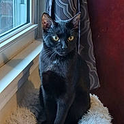 Wally is registered to the contest to win money with this photo: cat, black_cat, window, curtain, pet, feline, whiskers, yellow_eyes, fur, cat_bed, fluffy, indoor, sitting, portrait, ears, gaze, home, ledge, cozy, soft