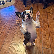 Mojo joined the competition — help win amazing prizes! dog, boston_terrier, standing, hind_legs, wooden_floor, pet_bowls, indoor, wide_eyes, raised_paws, looking_up, animal, cute, playful, domestic, flooring, furniture, home, small_dog, alert, expression