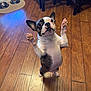 dog, boston_terrier, standing, hind_legs, wooden_floor, pet_bowls, indoor, wide_eyes, raised_paws, looking_up, animal, cute, playful, domestic, flooring, furniture, home, small_dog, alert, expression