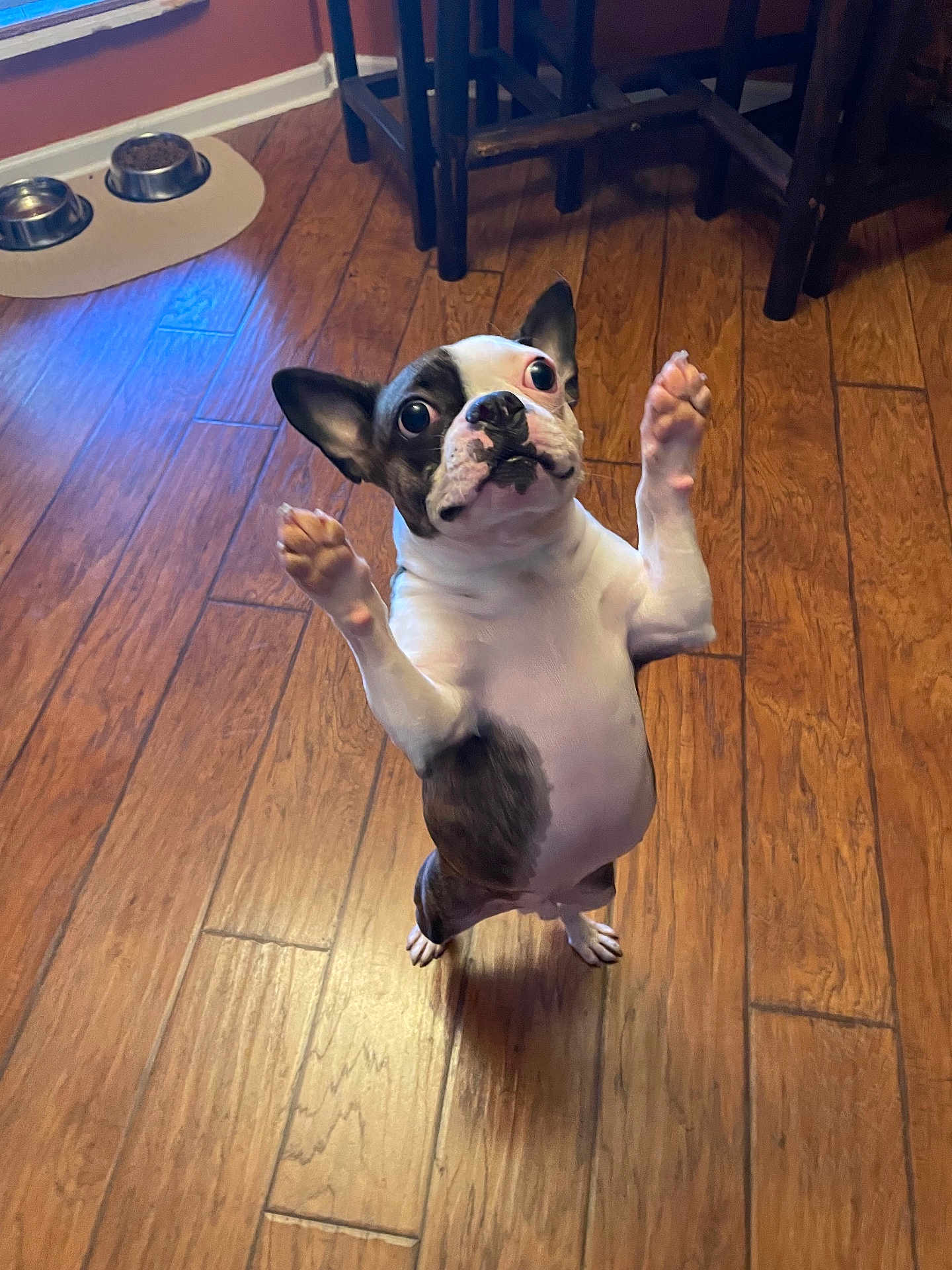 Mojo joined the competition — help win amazing prizes! dog, boston_terrier, standing, hind_legs, wooden_floor, pet_bowls, indoor, wide_eyes, raised_paws, looking_up, animal, cute, playful, domestic, flooring, furniture, home, small_dog, alert, expression