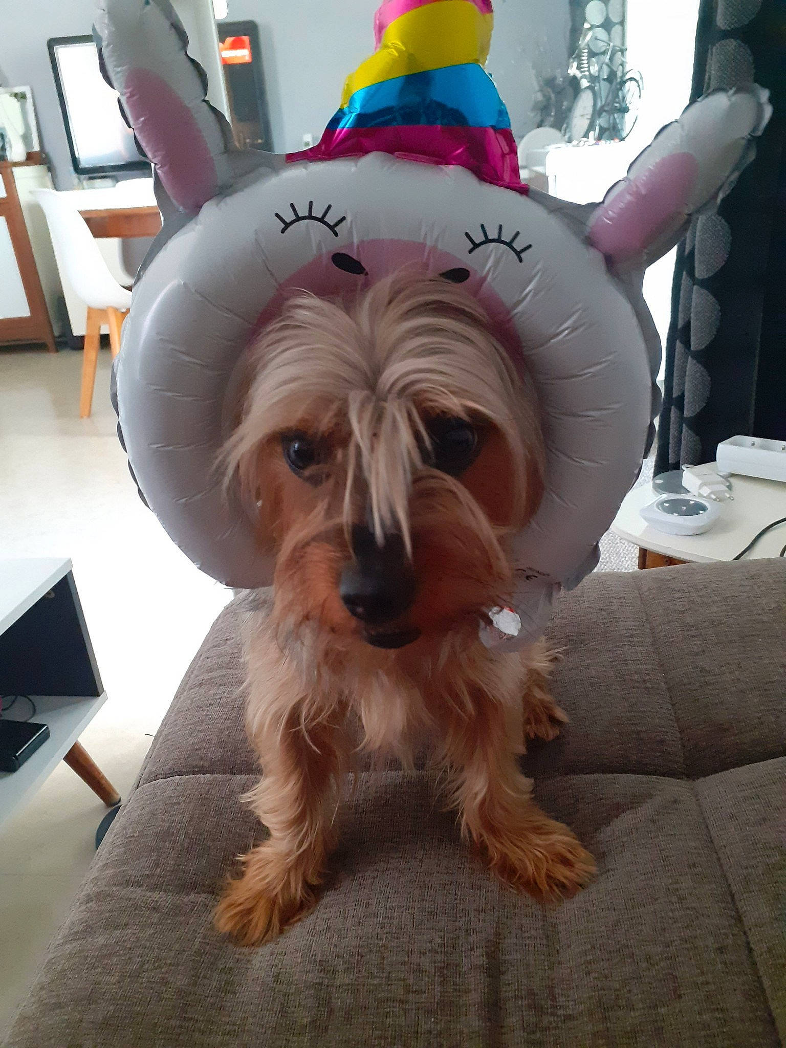 Coco a rejoint le concours — aidez-le/la à gagner de superbes lots ! biewer_terrier, canidae, carnivore, companion_dog, cone, dog, dog_breed, dog_clothes, dog_supply, fashion_accessory, flooring, fur, party_hat, pet_supply, small_terrier, snout, sporting_group, terrier, toy_dog, working_animal