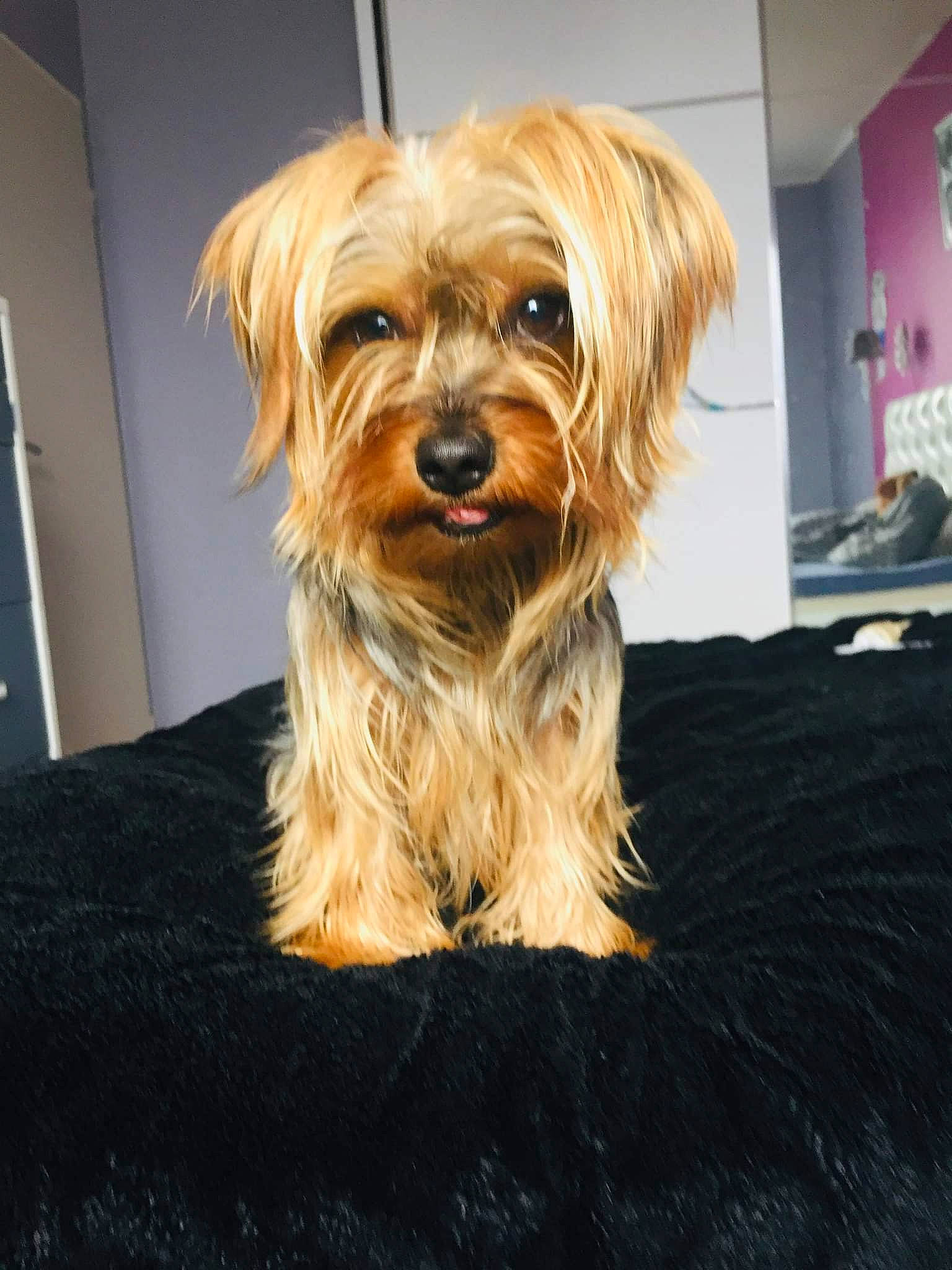 Coco participe au concours pour gagner de l'argent avec cette photo : biewer_terrier, canidae, carnivore, companion_dog, dog, dog_breed, flooring, fur, liver, maltepoo, puppy, small_terrier, snout, sporting_group, terrier, toy_dog, whiskers, wood, working_animal