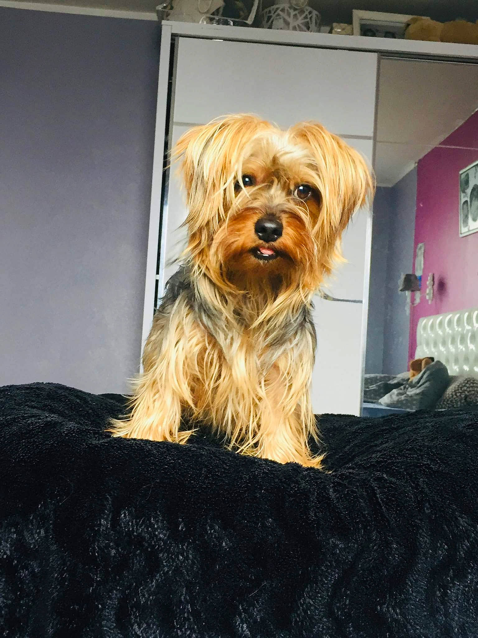 Coco a rejoint le concours — aidez-le/la à gagner de superbes lots ! art, canidae, carnivore, chewbacca, companion_dog, dog, dog_breed, event, fictional_character, flooring, fur, houseplant, liver, small_terrier, snout, sporting_group, terrier, toy_dog, wood, yorkshire_terrier