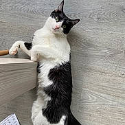 Félix participe au concours pour gagner de l'argent avec cette photo : abyssinian, accessories, angora, animal, brush, cat, device, furniture, hardwood, kitten, manx, pet, plywood, siamese, stainedwood, strap, table, text, tool, wood