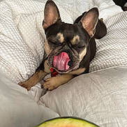 Paris Hampton is registered to the contest to win money with this photo: dog, french_bulldog, bed, blanket, white, tongue, licking, closeup, pet, indoor, cute, relaxed, animal, fur, ears, snout, watermelon, fruit, comfort, cozy