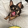 dog, french_bulldog, bed, blanket, white, tongue, licking, closeup, pet, indoor, cute, relaxed, animal, fur, ears, snout, watermelon, fruit, comfort, cozy