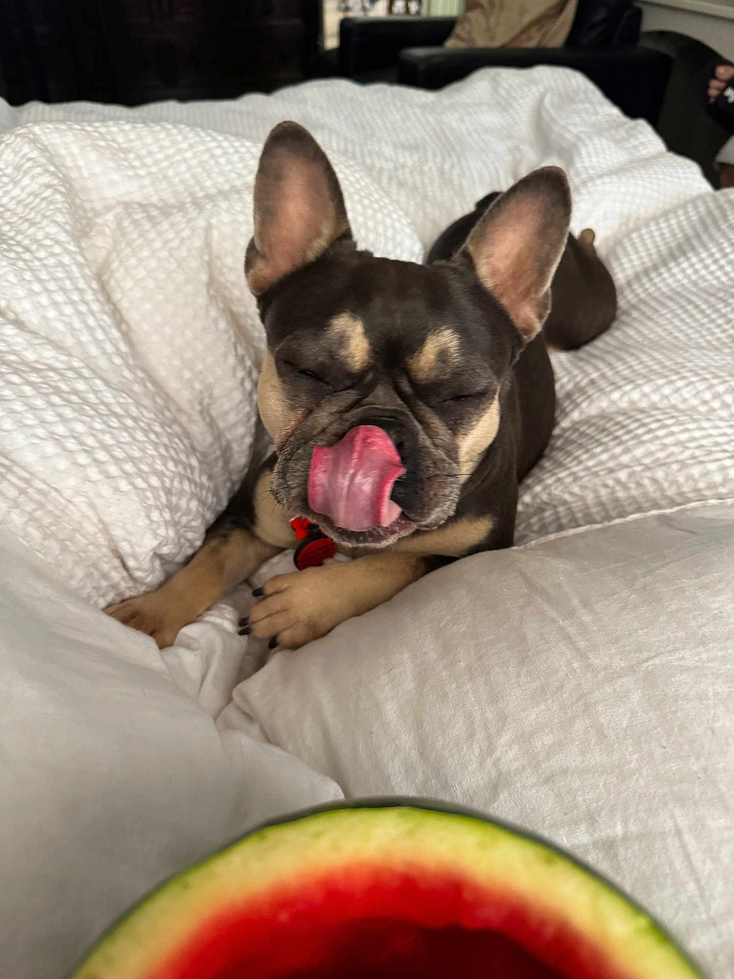 Paris Hampton is registered to the contest to win money with this photo: dog, french_bulldog, bed, blanket, white, tongue, licking, closeup, pet, indoor, cute, relaxed, animal, fur, ears, snout, watermelon, fruit, comfort, cozy