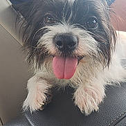 Penelope is registered to the contest to win money with this photo: animal, black_and_white, canine, car_seat, close_up, companion, cute, dog, eyes, fur, happy, indoor, leather, mammal, nose, paw, pet, resting, scruffy, tongue_out