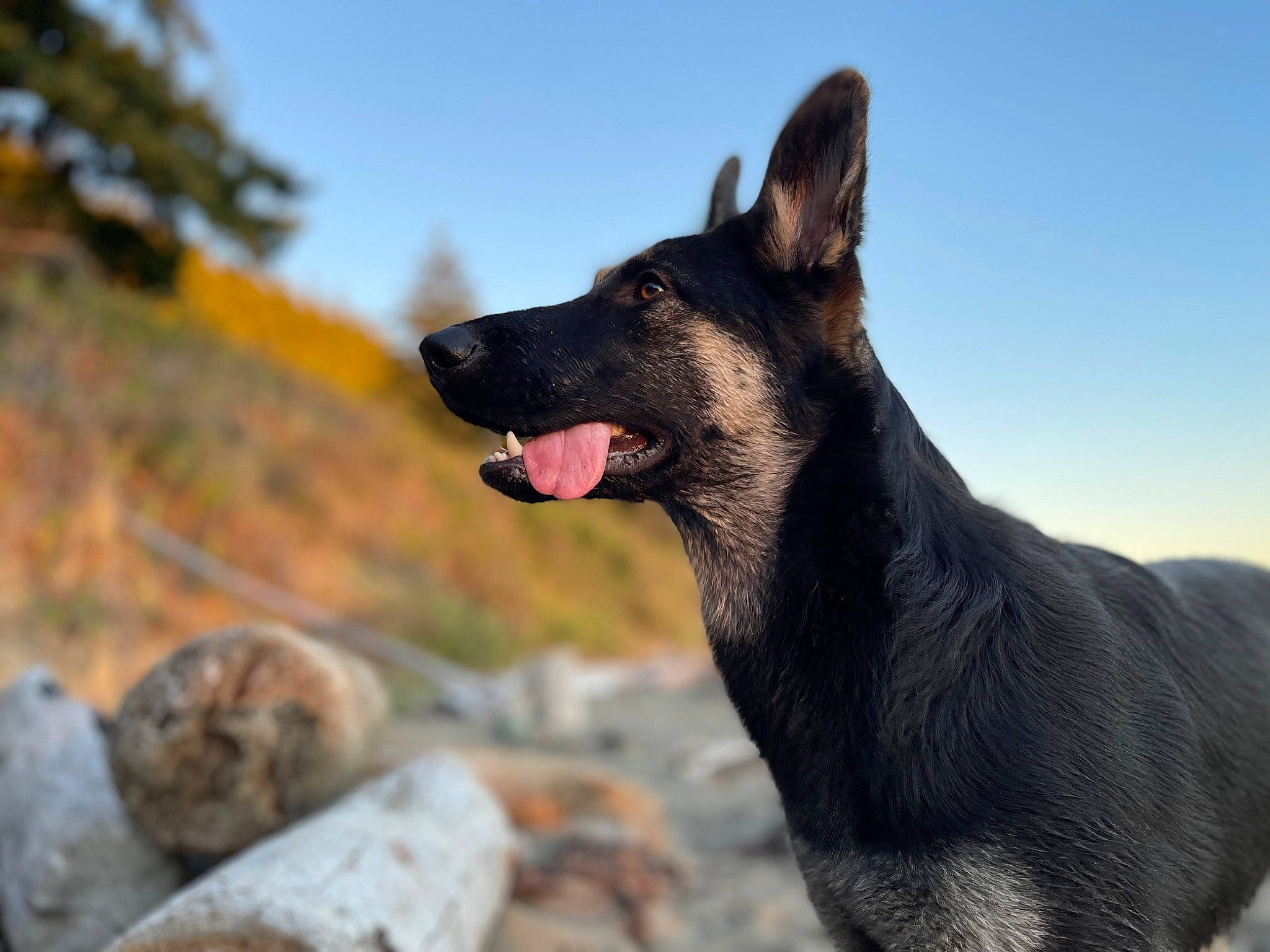 Akila is registered to the contest to win money with this photo: bedrock, canidae, carnivore, dog, dog_breed, fang, fawn, german_shepherd_dog, guard_dog, herding_dog, mammal, rock, sky, sporting_group, terrestrial_animal, tree, vertebrate, wildlife, working_animal, working_dog