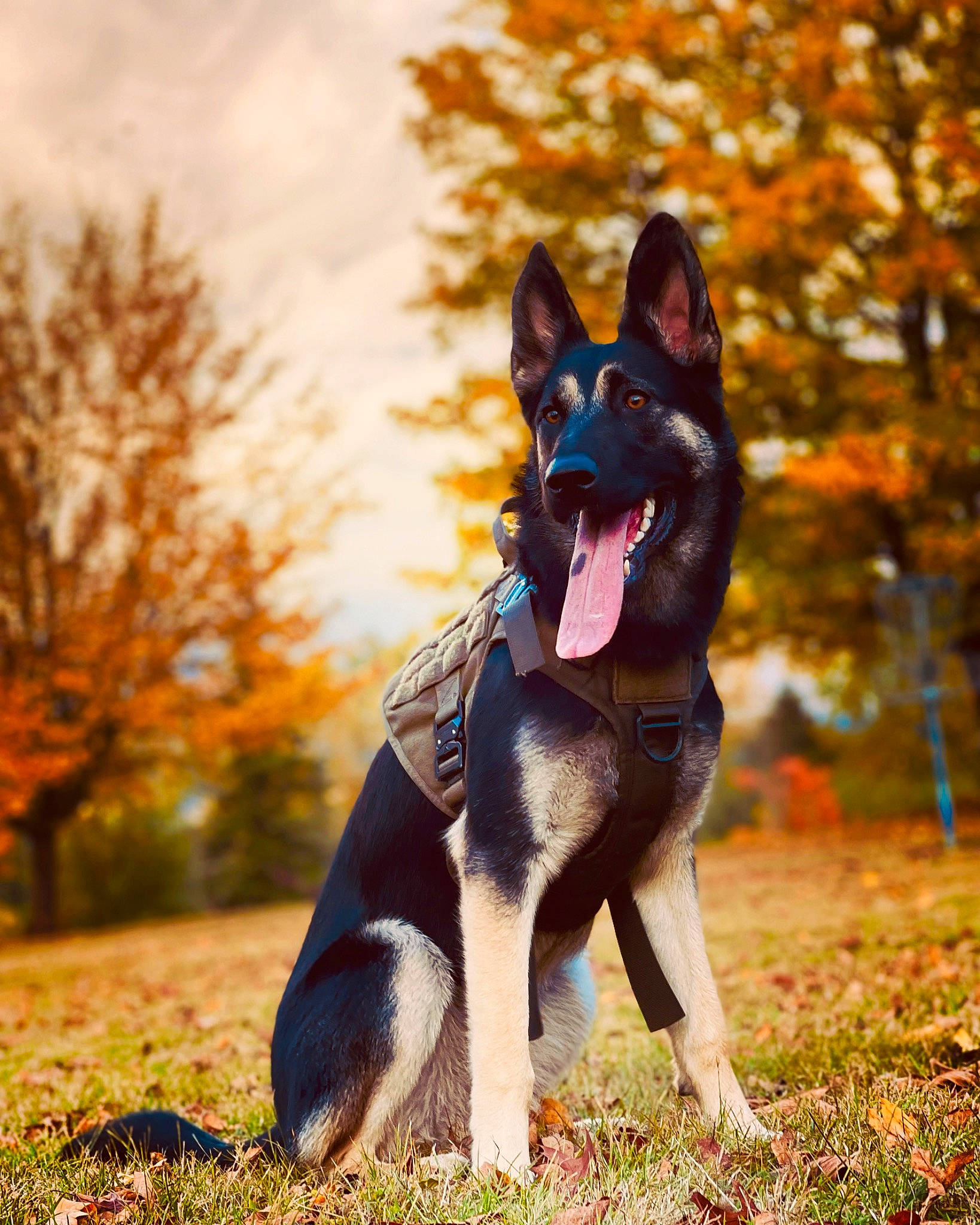 Akila is registered to the contest to win money with this photo: canidae, canis, carnivore, cloud, companion_dog, dog, dog_breed, electric_blue, fawn, fur, grass, happy, herding_dog, plant, sky, snout, sporting_group, terrestrial_animal, tree, wildlife