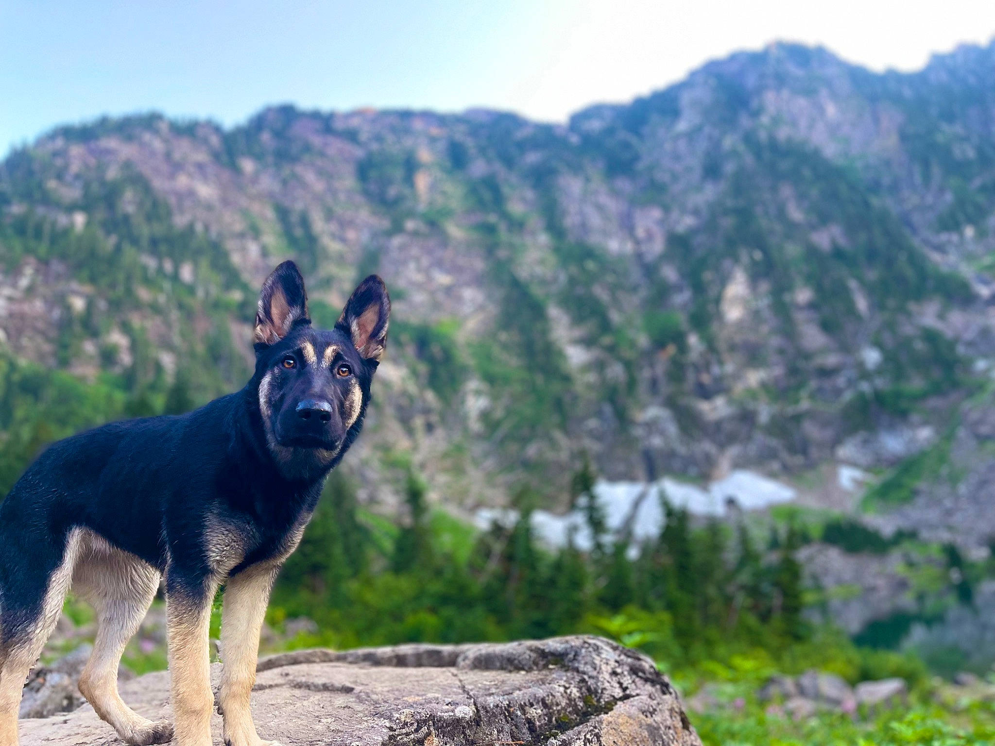 Akila is registered to the contest to win money with this photo: adventure, australian_cattle_dog, carnivore, dog, dog_breed, fawn, grass, herding_dog, hill, landscape, mountain, mountain_range, mountainous_landforms, natural_landscape, plant, recreation, sky, sporting_group, tree, working_animal