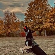 Akila joined the competition — help win amazing prizes! ball, cloud, exercise, fun, grass, grassland, happy, human_leg, landscape, leisure, people_in_nature, plant, player, recreation, running, sky, sports, tail, tree, winter