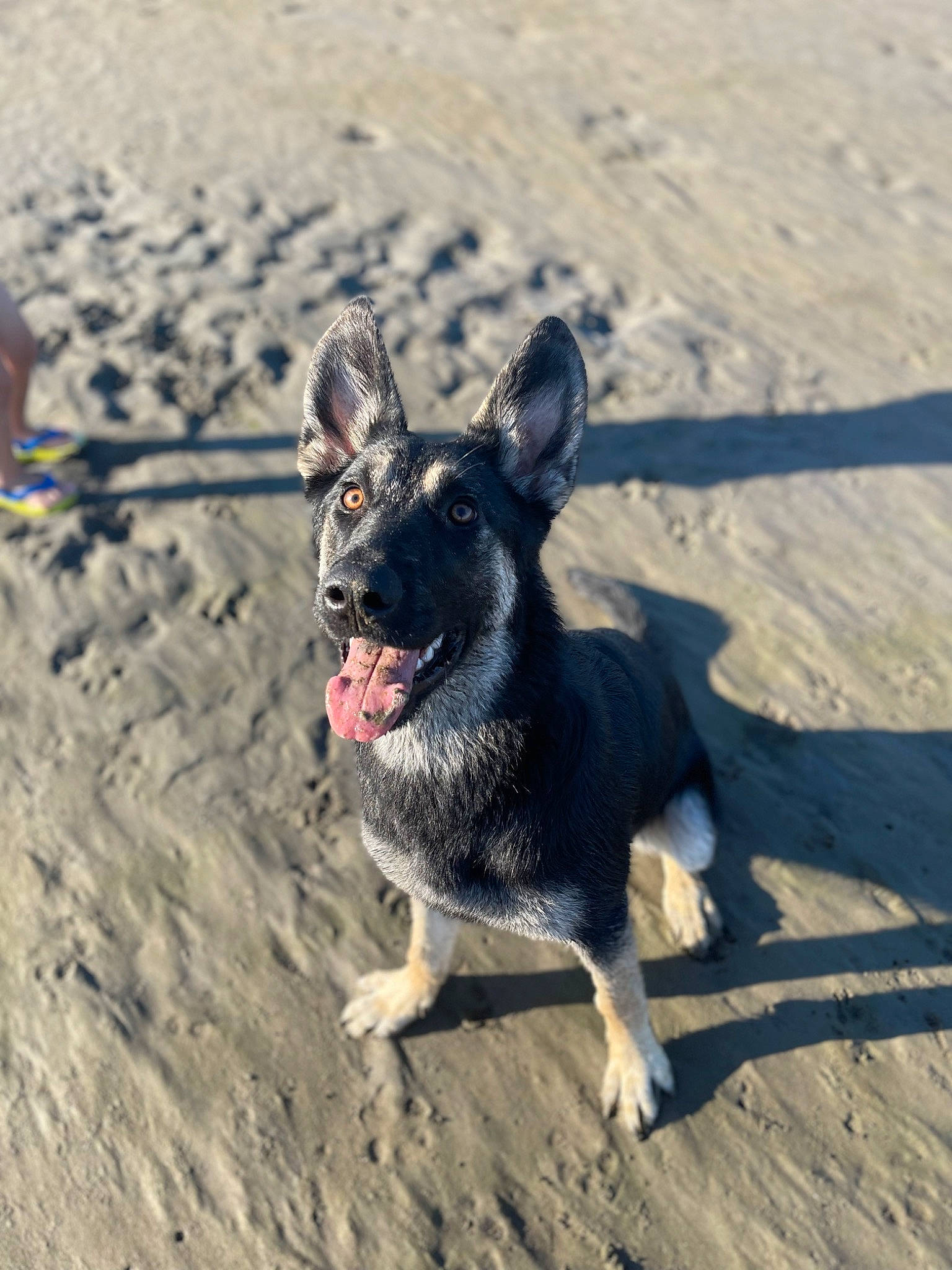 Akila is registered to the contest to win money with this photo: australian_stumpy_tail_cattle_dog, beach, canidae, carnivore, companion_dog, dog, dog_breed, fawn, foot, herding_dog, paw, sand, shadow, snout, soil, sporting_group, street_dog, tail, terrestrial_animal, working_animal