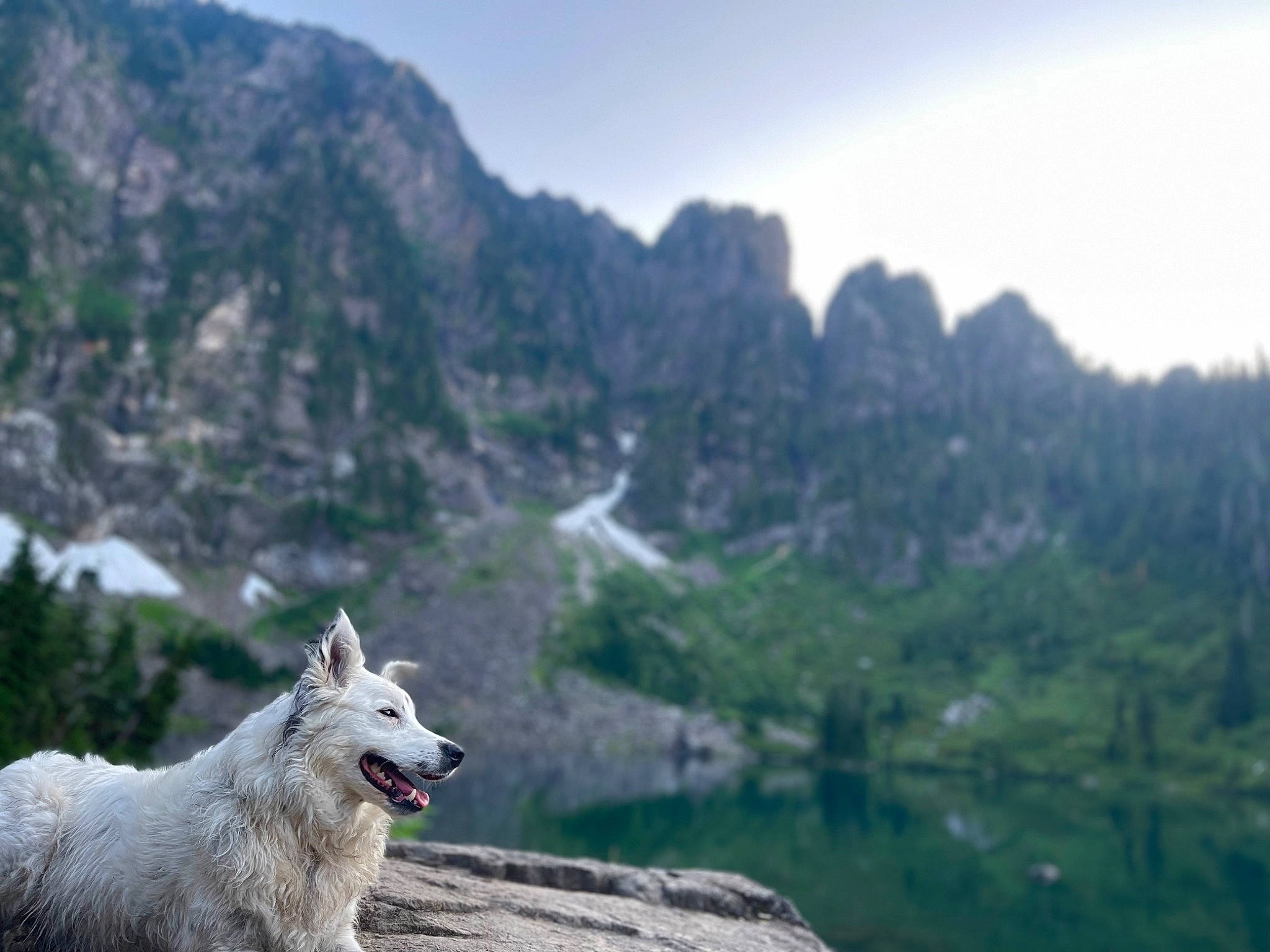 Roxie joined the competition — help win amazing prizes! canidae, canis, carnivore, dog, dog_breed, glacial_landform, hill, landscape, mountain, mountain_range, mountainous_landforms, natural_landscape, sky, sporting_group, tourism, travel, valley, water, wolf, working_animal