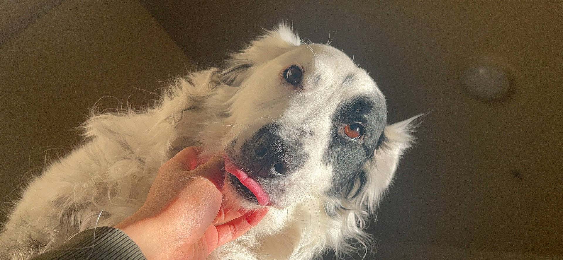 Roxie joined the competition — help win amazing prizes! canidae, carnivore, companion_dog, dog, dog_breed, ear, fur, snout, sporting_group, terrestrial_animal, whiskers, working_animal, working_dog