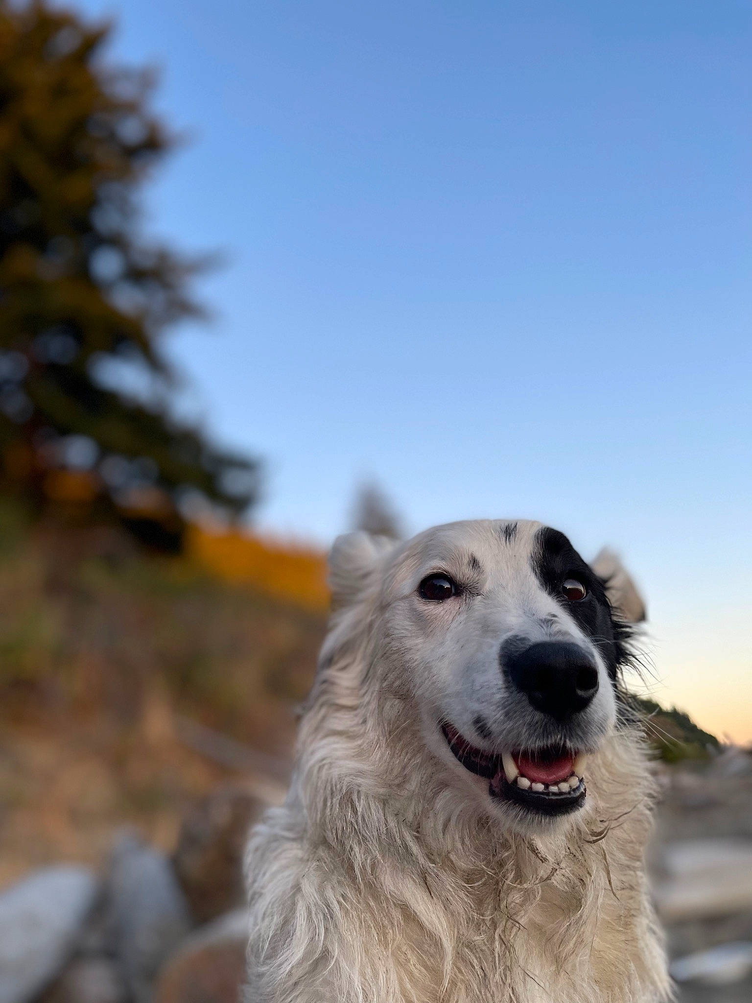 Roxie joined the competition — help win amazing prizes! canidae, carnivore, collar, companion_dog, dog, dog_breed, fang, fur, great_pyrenees, happy, sky, sporting_group, terrestrial_animal, tree, whiskers, working_animal, working_dog