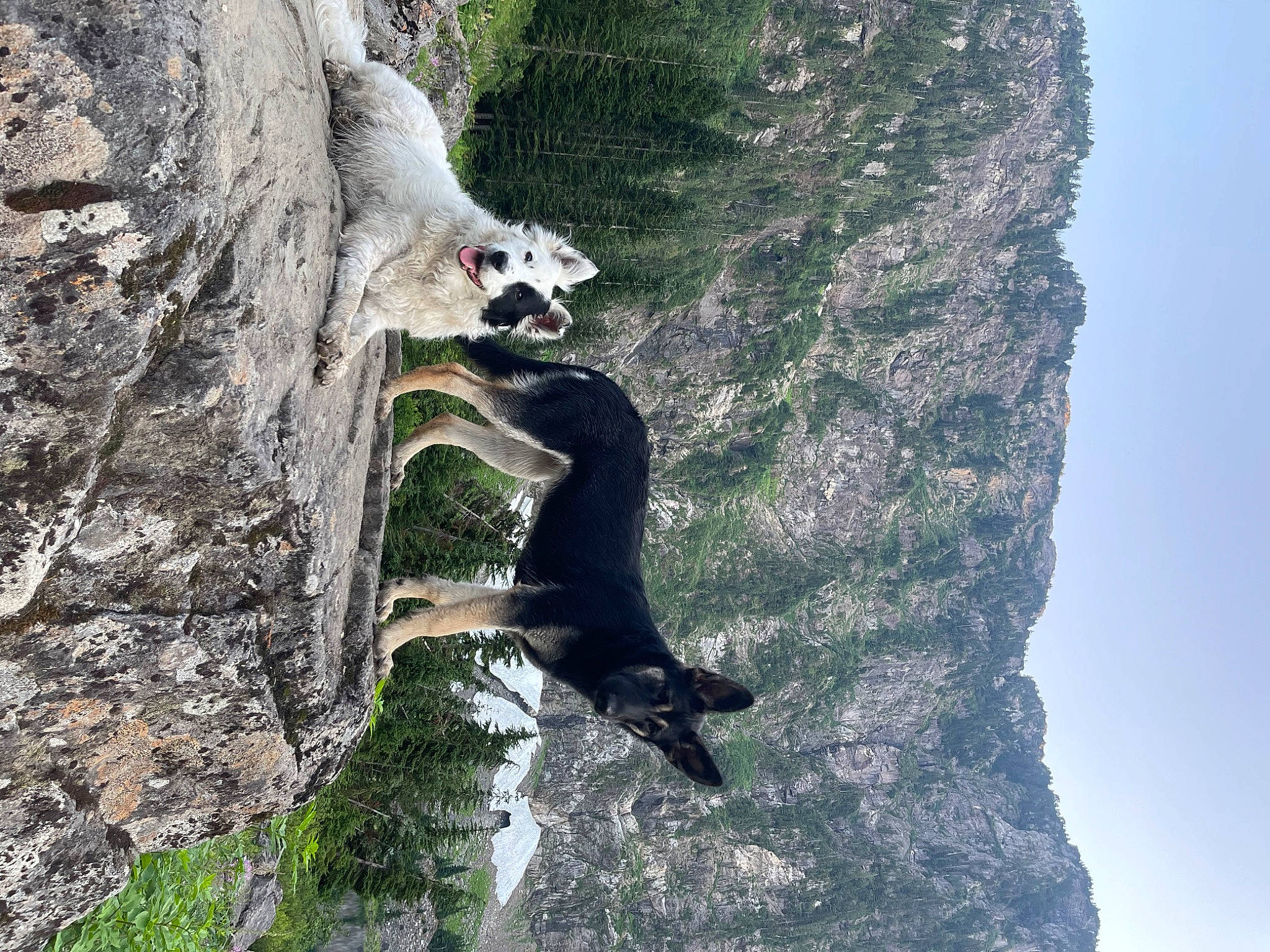 Roxie is registered to the contest to win money with this photo: adventure, beak, bedrock, climbing, escarpment, formation, klippe, mountain, mountaineer, outcrop, plant, recreation, rock, rock_climbing_equipment, sky, sport_climbing, terrain, tree, trunk, wood