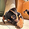 puppy, dog, floor, sunlight, indoor, black_and_tan, cute, animal, pet, young_dog, curious, lying_down, shadow, wooden_floor, wall, person, window, relaxed, home, companions