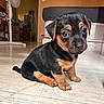 adorable, animal, bed, black_and_tan, canine, cute, dog, domestic, fan, floor, floor_tiles, furniture, home, indoor, looking_up, pet, puppy, sitting, small, young