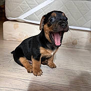 Frozen participe au concours pour gagner de l'argent avec cette photo : puppy, dog, animal, pet, small, black, brown, floor, wooden_floor, indoor, cute, young, yawning, open_mouth, fur, mammal, domestic_animal, expression, sitting, muzzle
